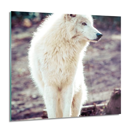 ArtprintCave, Biały wilk las kwadrat Foto na szkle, 60x60 cm ArtPrintCave
