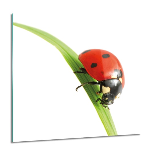 ArtprintCave, Biedronka owad trawa do salonu Obraz szklany, 60x60 cm ArtPrintCave