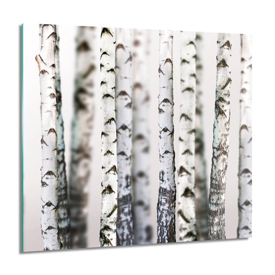 ArtprintCave, Brzozy las pień grafika Foto szklane ścienne, 60x60 cm ArtPrintCave