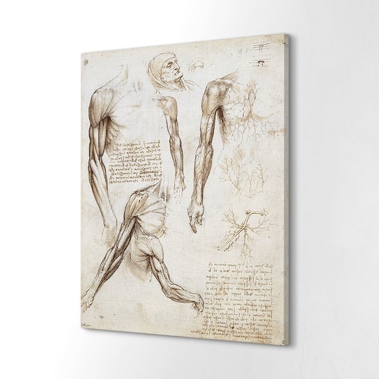 ArtprintCave, Canvas na ścianę Da Vinci Mięśnie kończyn, 60x80 cm ArtPrintCave