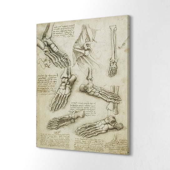 ArtprintCave, Canvas obrazy drukowane Kości stopy Da Vinci, 60x80 cm ArtPrintCave