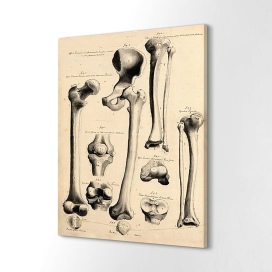 ArtprintCave, Canvas ozdoba ścienna John Fotherby Anatomia 40x60 cm ArtPrintCave