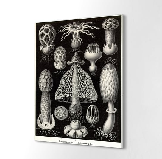 ArtprintCave, Druk na płótnie 40x60 cm Morski grzyb Ernst Haeckel, ArtPrintCave