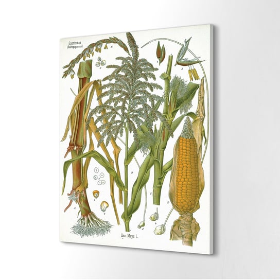 ArtprintCave, Druk na płótnie 40x60 cm Trawy rośliny vintage plakat, ArtPrintCave