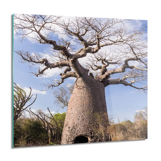 ArtprintCave, Drzewo baobab niebo Obraz szklany ścienny, 60x60 cm ArtPrintCave