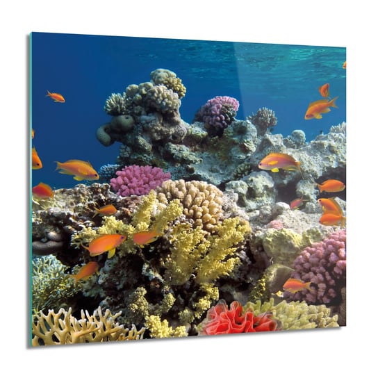 ArtprintCave, Fauna rafa koralowa Obraz szklany na ścianę, 60x60 cm ArtPrintCave