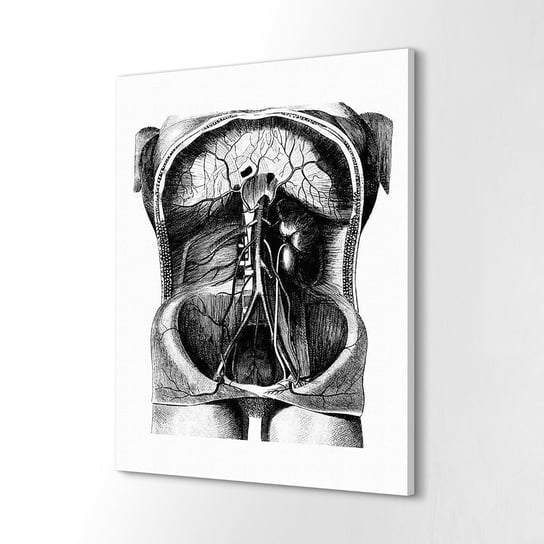 ArtprintCave, Foto na płótnie 40x60 cm Ludzkie ciało wnętrze szkic, ArtPrintCave