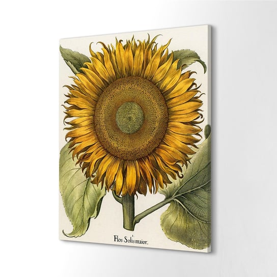 ArtprintCave, Foto na płótnie Retro kolorowy słonecznik, 60x80 cm ArtPrintCave