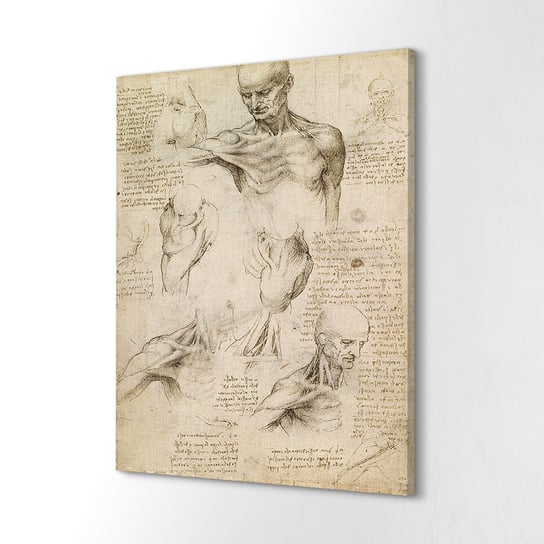 ArtPrintCave, Foto-obraz canvas, 40x60 cm Mięśnie ludzkie Da Vinci ArtPrintCave