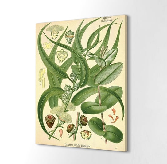 ArtPrintCave, Foto-obraz canvas 60x80 cm Eukaliptus grafika roślina ArtPrintCave