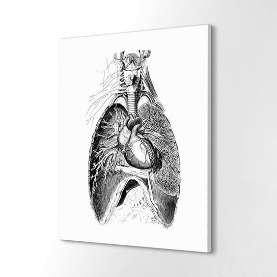 ArtPrintCave, Foto obraz na płótnie, 40x60 cm Ciało ludzkie serce ArtPrintCave