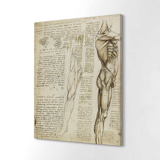 ArtPrintCave, Foto obraz na płótnie, 40x60 cm Mięśnie nóg Da Vinci ArtPrintCave