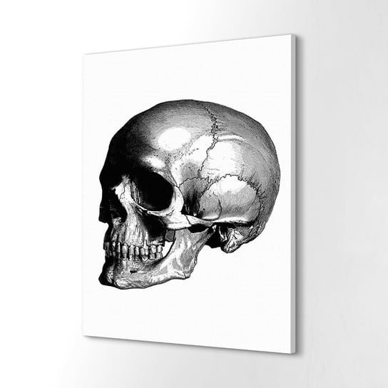 ArtPrintCave, Foto obraz na płótnie 60x80 cm Ludzka czaszka szkic ArtPrintCave