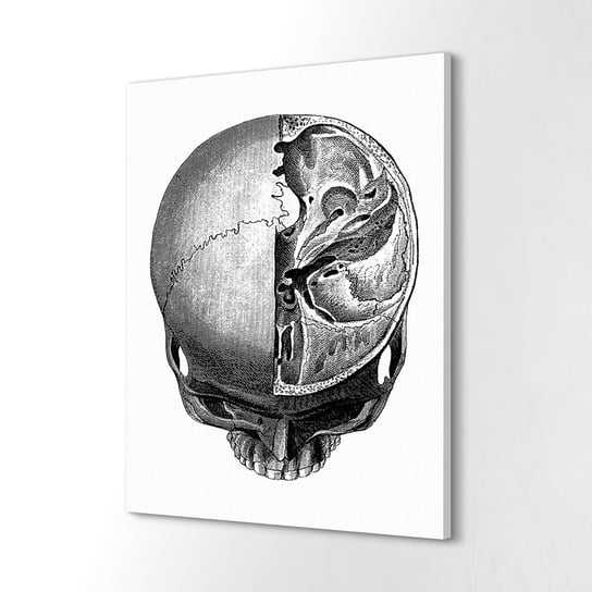 ArtprintCave, Fotografia na płótnie 40x60 cm Czaszka szkielet szkic, ArtPrintCave