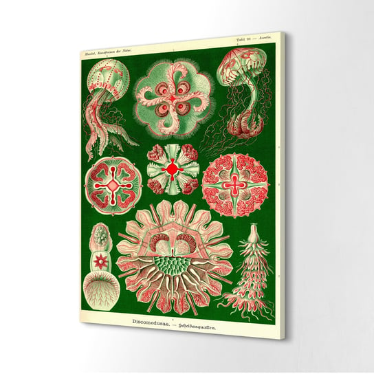 ArtprintCave, Fotografia na płótnie 40x60 cm Meduza Vintage Haeckel, ArtPrintCave