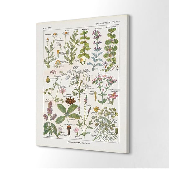 ArtprintCave, Fotografia na płótnie 40x60 cm Nauka rośliny Natura, ArtPrintCave