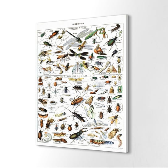 ArtprintCave, Fotoobraz na płótnie Grafika owady Natura, 60x80 cm ArtPrintCave