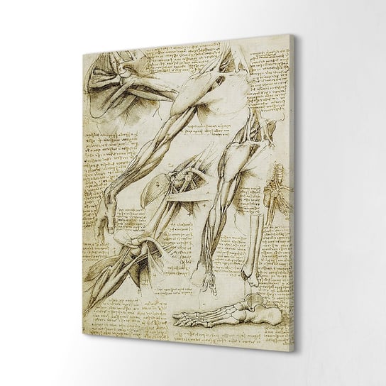 ArtprintCave, Fotoobraz na płótnie Mięśnie ciało Da Vinci, 60x80 cm ArtPrintCave