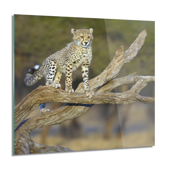ArtprintCave, Gepard drzewo natura Obraz na szkle ścienny, 60x60 cm ArtPrintCave