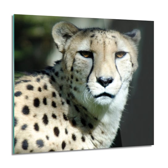 ArtprintCave, Gepard kot do kuchni Foto szklane, 60x60 cm ArtPrintCave