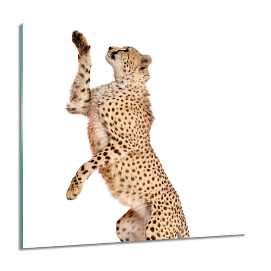 ArtprintCave, Gepard kot Foto szklane na ścianę, 60x60 cm ArtPrintCave