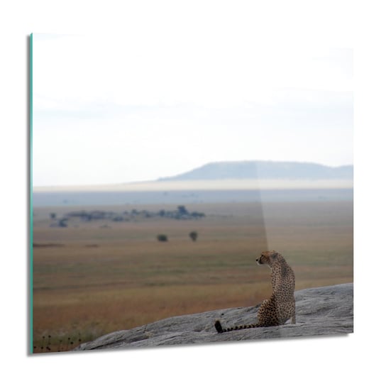 ArtprintCave, Gepard kot natura do salonu Obraz na szkle, 60x60 cm ArtPrintCave