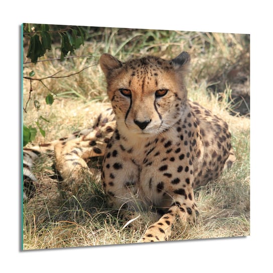 ArtprintCave, Gepard kot natura do sypialni Foto szklane, 60x60 cm ArtPrintCave