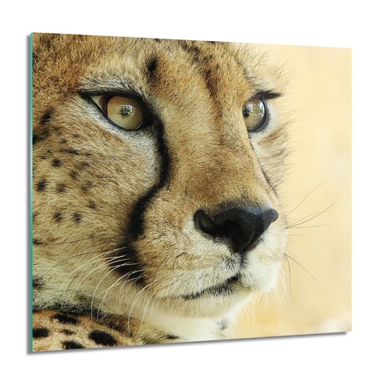 ArtprintCave, Gepard kot oczy kwadrat Foto szklane ścienne, 60x60 cm ArtPrintCave