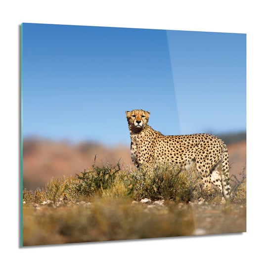 ArtprintCave, Gepard krzaki trawa do kuchni Foto szklane, 60x60 cm ArtPrintCave