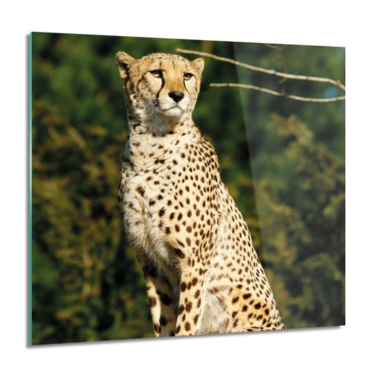 ArtprintCave, Gepard las natura Obraz na szkle ścienny, 60x60 cm ArtPrintCave