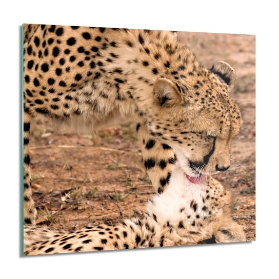 ArtprintCave, Gepard matka dziecko Obraz na szkle ścienny, 60x60 cm ArtPrintCave