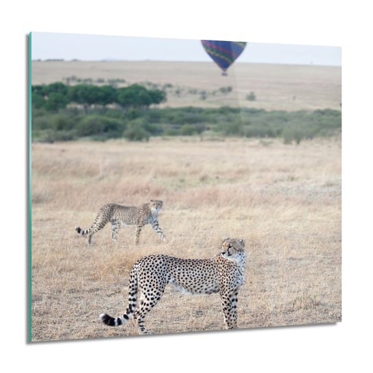ArtprintCave, Gepard natura balon foto-obraz Obraz szklany, 60x60 cm ArtPrintCave