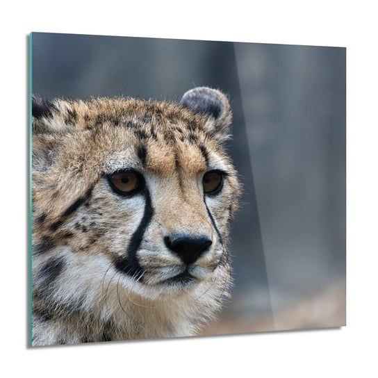 ArtprintCave, Gepard natura Foto szklane na ścianę, 60x60 cm ArtPrintCave