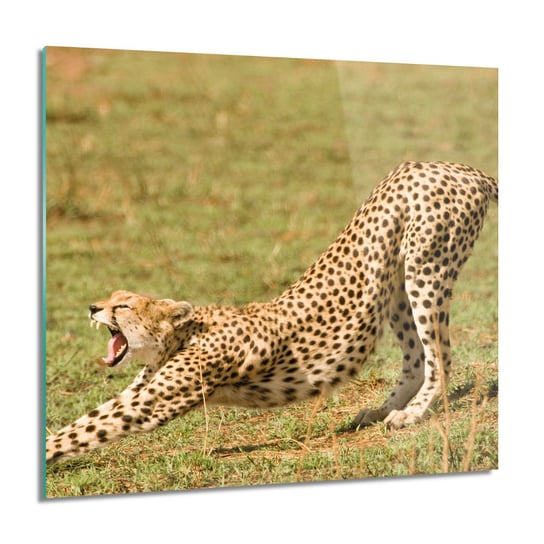 ArtprintCave, Gepard natura grafika Obraz szklany ścienny, 60x60 cm ArtPrintCave