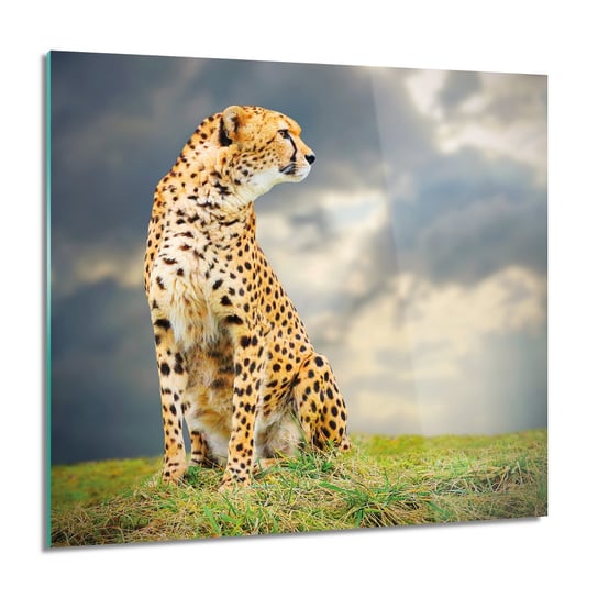 ArtprintCave, Gepard natura niebo grafika Obraz szklany, 60x60 cm ArtPrintCave