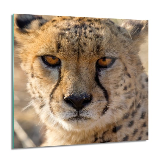 ArtprintCave, Gepard oczy głowa Obraz szklany na ścianę, 60x60 cm ArtPrintCave