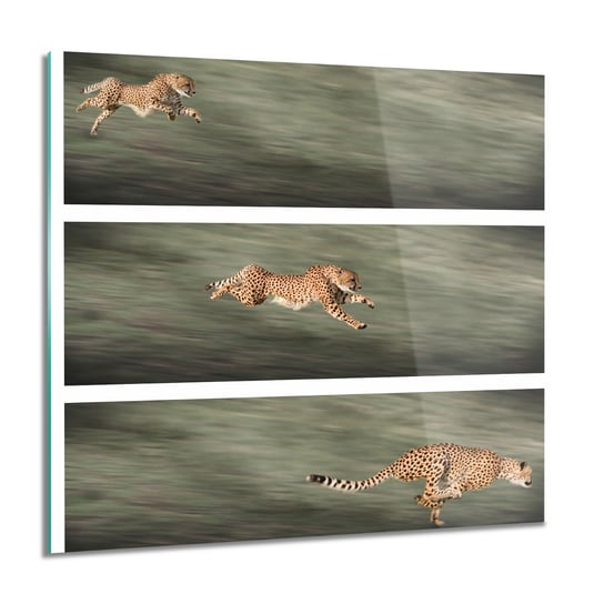 ArtprintCave, Gepard polowanie do łazienki Obraz na szkle, 60x60 cm ArtPrintCave