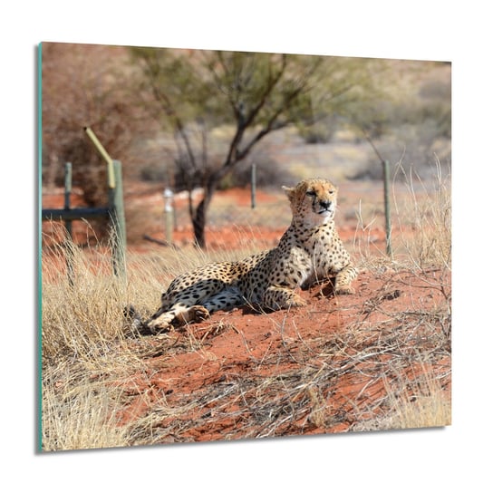 ArtprintCave, Gepard rezerwat do łazienki Obraz na szkle, 60x60 cm ArtPrintCave