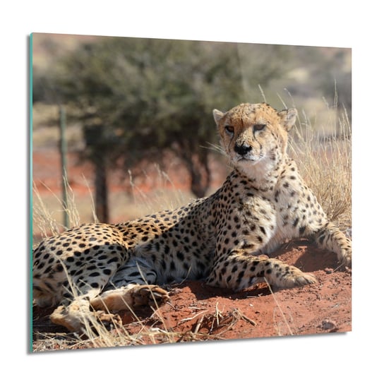 ArtprintCave, Gepard rezerwat do łazienki Obraz szklany, 60x60 cm ArtPrintCave