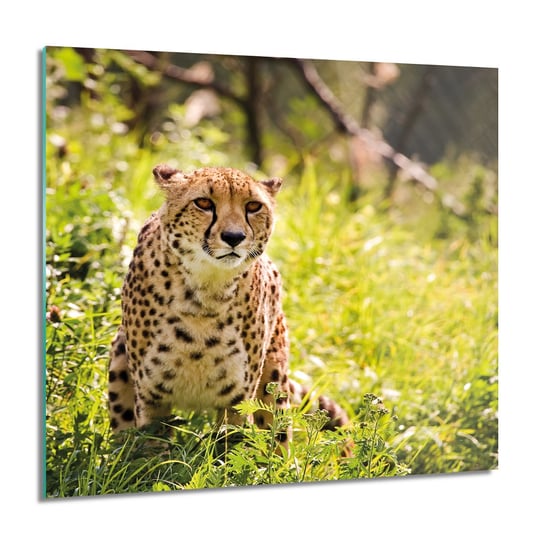 ArtprintCave, Gepard trawa krzaki do łazienki Foto szklane, 60x60 cm ArtPrintCave
