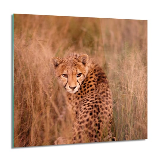 ArtprintCave, Gepard trawa natura nowoczesne Foto na szkle, 60x60 cm ArtPrintCave