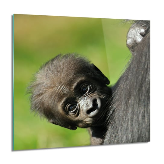 ArtprintCave, Goryl małpa dziecko do salonu Foto na szkle, 60x60 cm ArtPrintCave