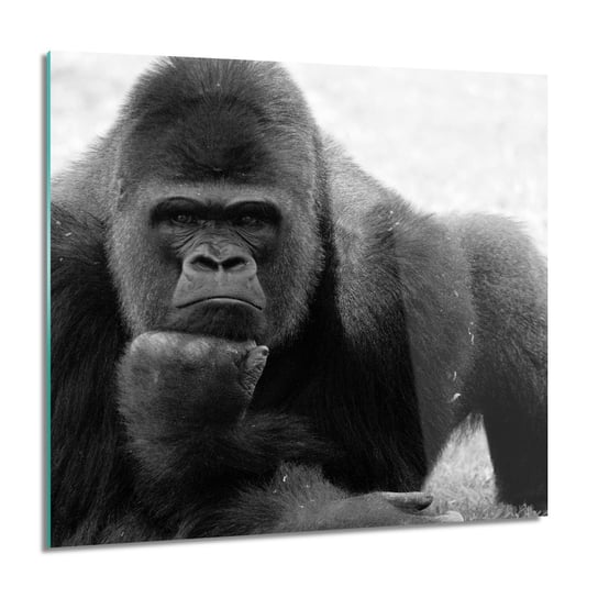 ArtprintCave, Goryl małpa kwadrat Foto na szkle ścienne, 60x60 cm ArtPrintCave