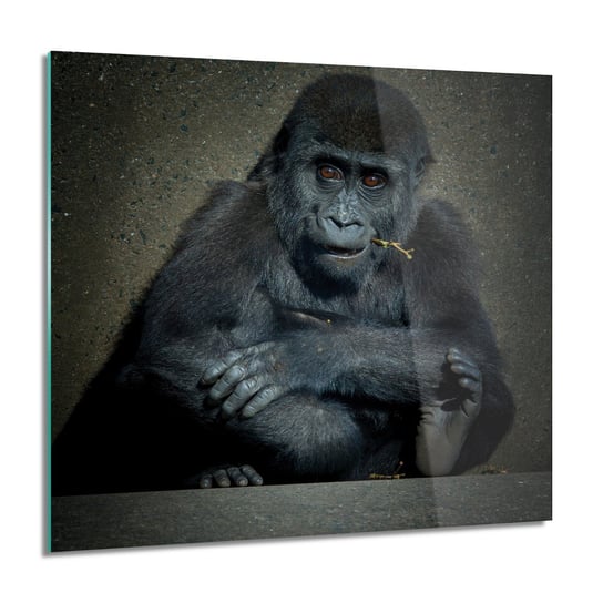ArtprintCave, Goryl mały małpa do sypialni Obraz szklany, 60x60 cm ArtPrintCave