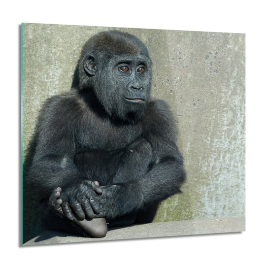 ArtprintCave, Goryl mały małpa Obraz szklany na ścianę, 60x60 cm ArtPrintCave