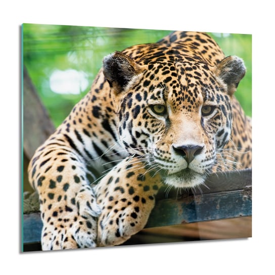 ArtprintCave, Jaguar natura Foto szklane ścienne, 60x60 cm do salonu, ArtPrintCave