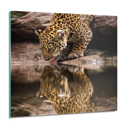 ArtprintCave, Jaguar woda skała do łazienki Obraz na szkle, 60x60 cm ArtPrintCave