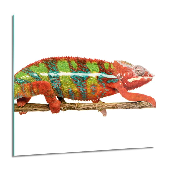 ArtprintCave, Kameleon gad kwadrat Foto na szkle ścienne, 60x60 cm ArtPrintCave