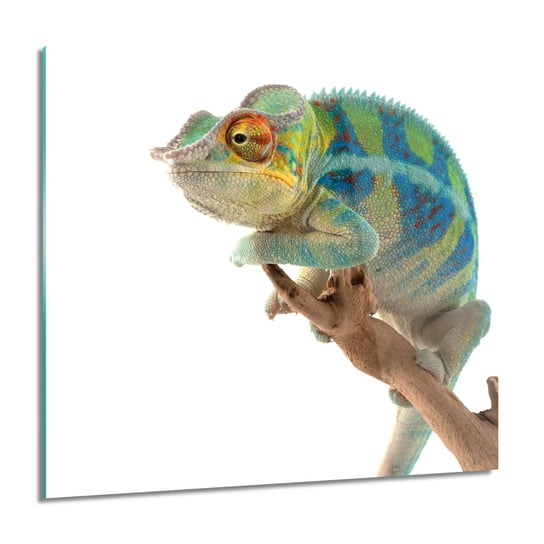 ArtprintCave, Kameleon gad patyk Foto szklane na ścianę, 60x60 cm ArtPrintCave
