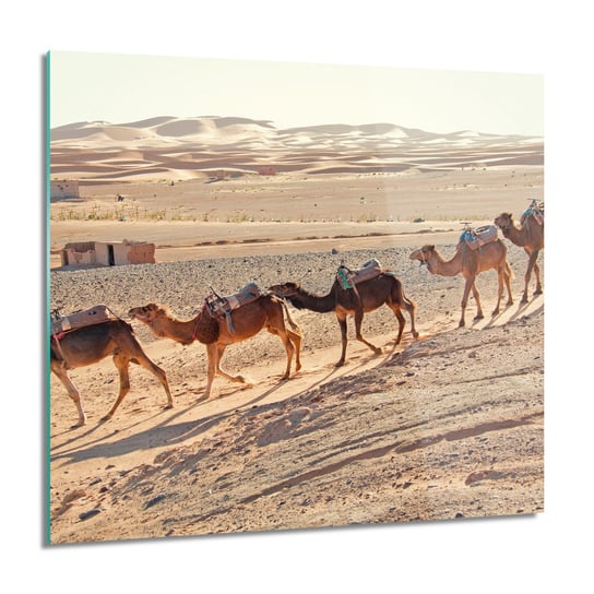 ArtprintCave, Karawana wielbłądy Foto na szkle na ścianę, 60x60 cm ArtPrintCave